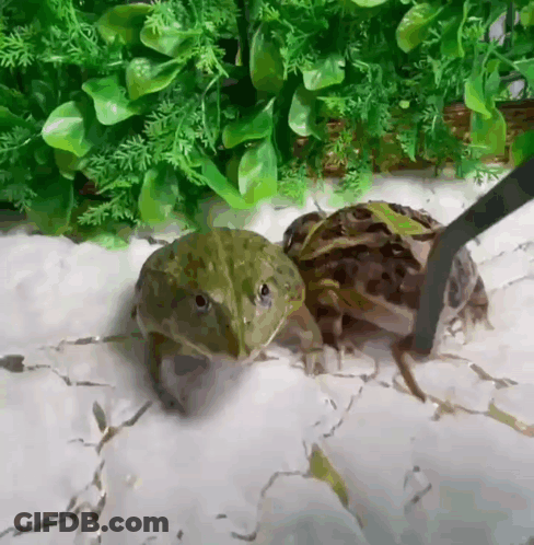 Two Frogs Standing On Rock GIF