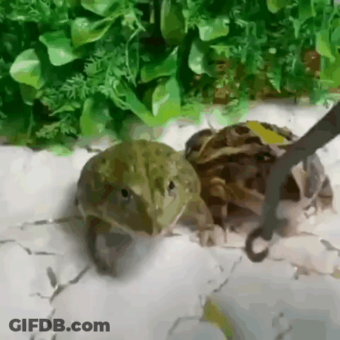 Two Frogs Standing Together GIF