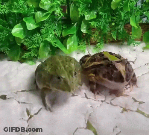 Two Frogs Standing Together GIF