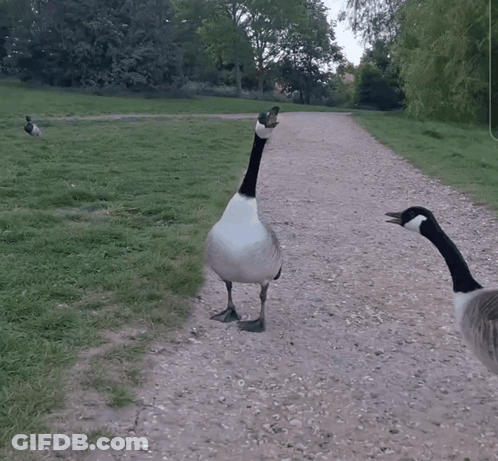 Two Geese On Dirt Path In Field GIF