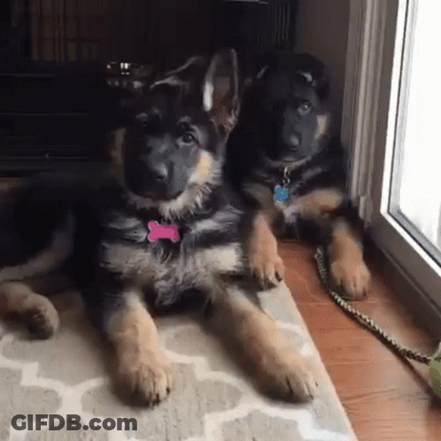 Two German Shepherd Puppies Are Laying On A Rug In Front Of A Window GIF