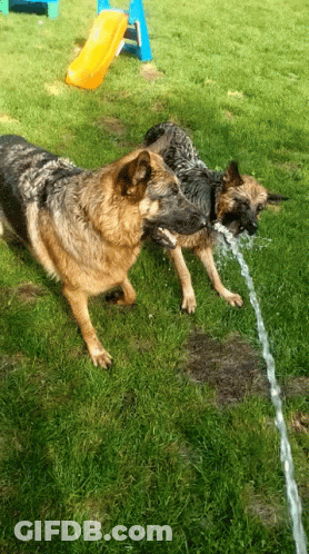 Two German Shepherds Drinking Water From A Hose In A Yard GIF