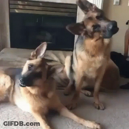 Two German Shepherds Laying In Front Of Fireplace GIF