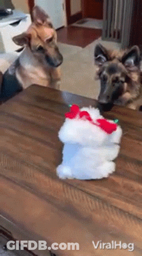 Two German Shepherds Looking At Stuffed Animal GIF