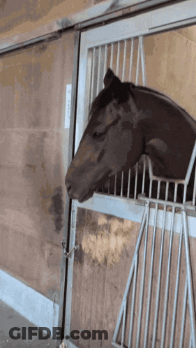 Two Girls Sticking Tongues Out In Front Of American Flag Forever Young GIF