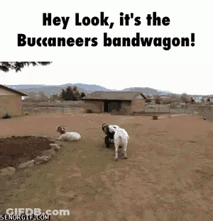 Two Goats Are Playing In A Dirt Field With A Caption That Says Hey Look It 'S The Buccaneers Bandwagon ! GIF