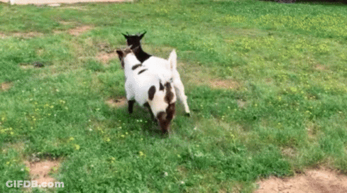 Two Goats Are Playing In A Grassy Field And One Is Riding On The Back Of The Other . GIF
