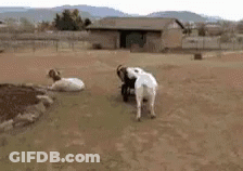 Two Goats Beside Brick Wall 1968 GIF