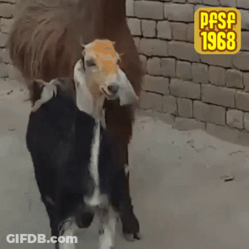 Two Goats In Front Of Brick Wall 1968 GIF