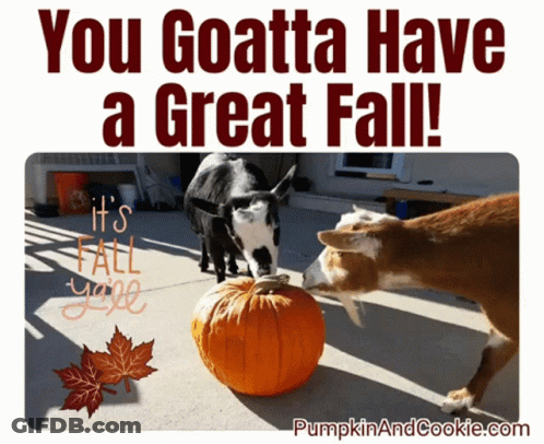 Two Goats Next To Pumpkin You Goatta Have A Great Fall GIF