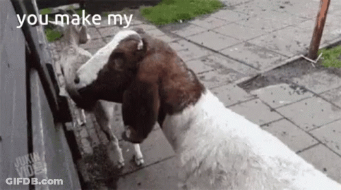 Two Goats Saying You Make My GIF