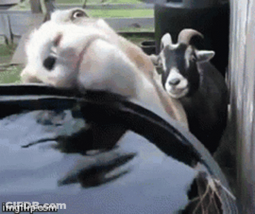 Two Goats Standing Next To Car With Imgflip.com GIF
