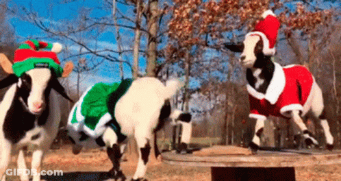 Two Goats Wearing Santa Hats And Sweaters Are Standing On A Table . GIF