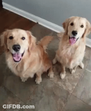 Two Golden Retrievers Sitting And Smiling On Tiled Floor GIF