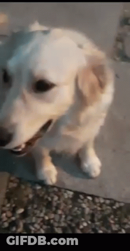 Two Golden Retrievers Sitting On Tiled Floor GIF