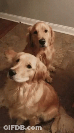 Two Golden Retrievers Sitting On Tiled Floor GIF