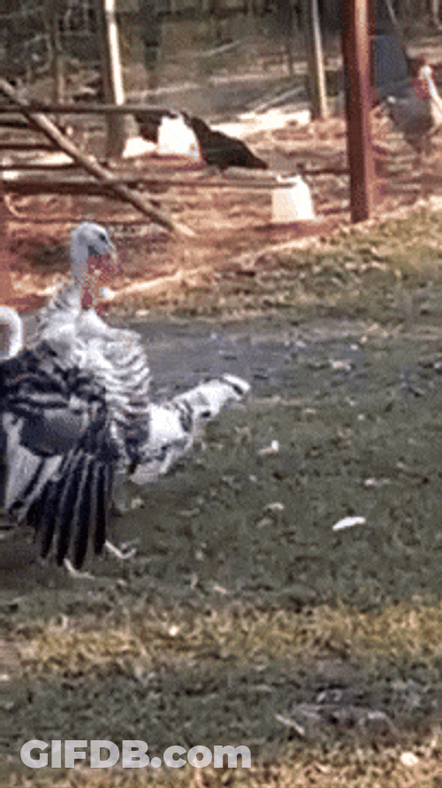 Two Good Morning Turkey Playing Together GIF