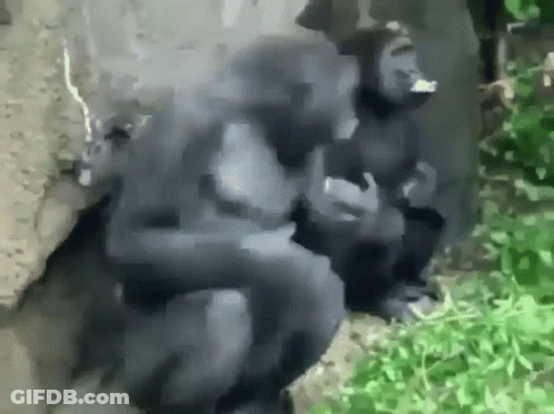 Two Gorillas Are Sitting Next To Each Other On A Rock In The Grass . GIF