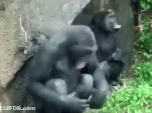 Two Gorillas Are Sitting Next To Each Other On A Rock In The Jungle . GIF