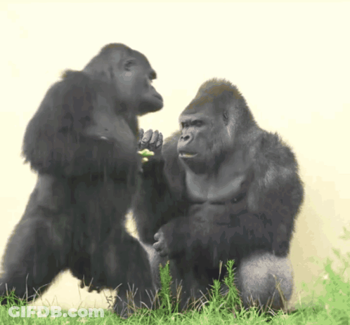 Two Gorillas Are Standing Next To Each Other And One Is Holding Another Gorilla 'S Hand GIF