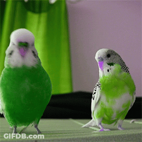 Two Green And White Parakeets Standing Together GIF