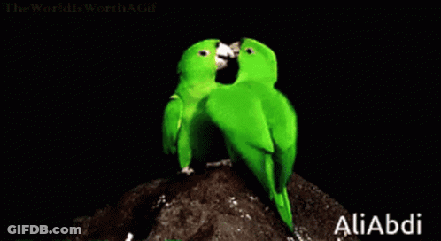 Two Green Birds Kissing On A Rock With The Word Aliabdi On The Bottom Right GIF