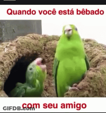 Two Green Birds Standing Together Quando Você Está Bêbado Com Seu Amigo GIF