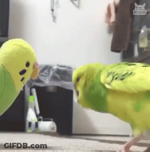 Two Green Parakeets Are Standing Next To Each Other In A Living Room . GIF