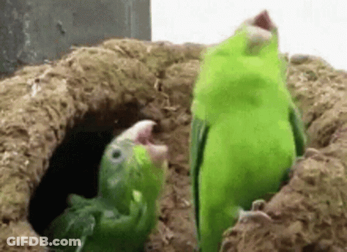 Two Green Parrots Standing In Nest GIF