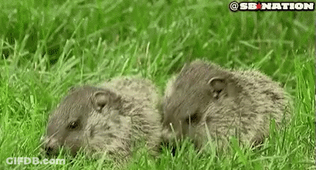 Two Ground Squirrels Sitting In Grass Looking At Camera GIF