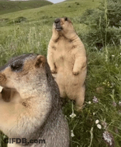 Two Ground Squirrels Standing On Their Hind Legs In A Grassy Field . GIF
