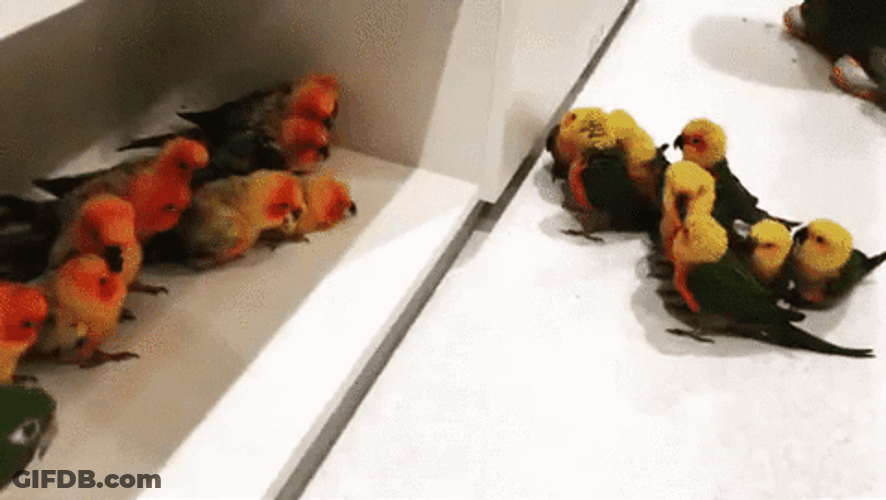 Two Groups Of Bird Gang GIF