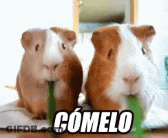 Two Guinea Pigs Are Eating A Green Leaf And The Word Comelo Is On The Bottom Right GIF