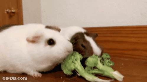 Two Guinea Pigs Are Eating Broccoli Together On A Table GIF