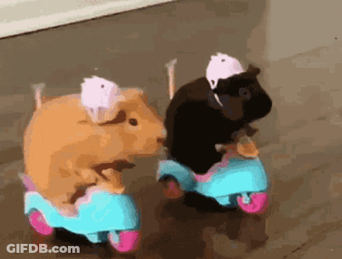 Two Guinea Pigs Are Riding Scooters On A Sidewalk GIF