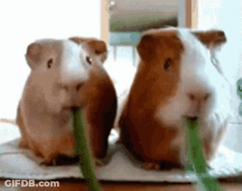 Two Guinea Pigs Are Sitting Next To Each Other On A Table Eating Green Grass . GIF