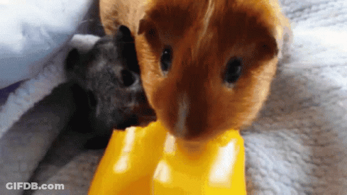 Two Guinea Pigs Eating From Yellow Bowl GIF