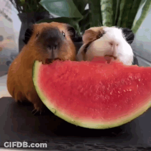 Two Guinea Pigs Eating Watermelon Slice GIF