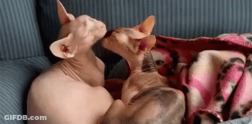 Two Hairless Cats Looking At Each Other GIF