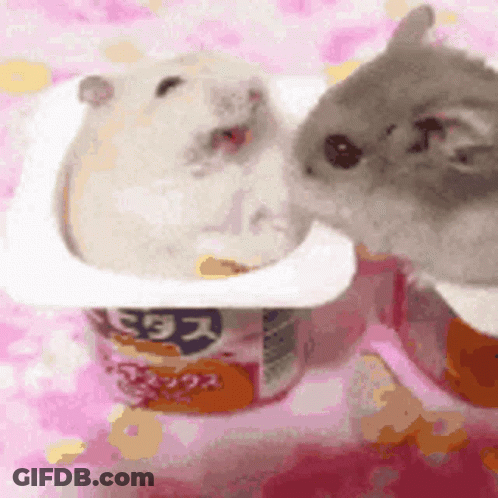 Two Hamsters Are Eating Out Of A Yogurt Container GIF