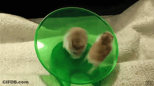 Two Hamsters Are Running On A Green Hamster Wheel .. GIF