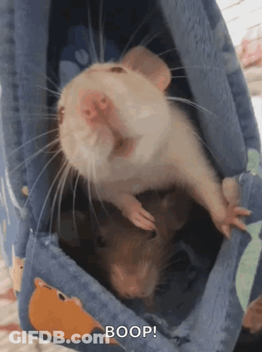 Two Hamsters Are Sitting In A Hammock And One Says Boop . GIF