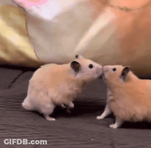 Two Hamsters Kissing GIF