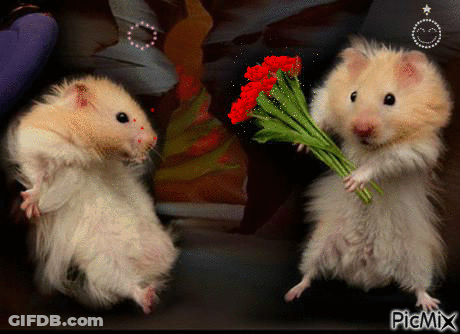 Two Hamsters One Holding Red Bouquet GIF