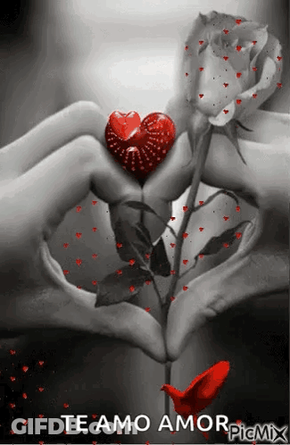 Two Hands Making Heart Shape With Rose GIF