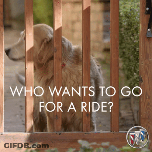 Two Happy Dogs GIF