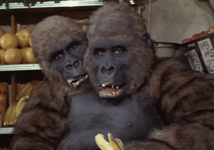 Two-Headed Gorilla Eating Banana GIF