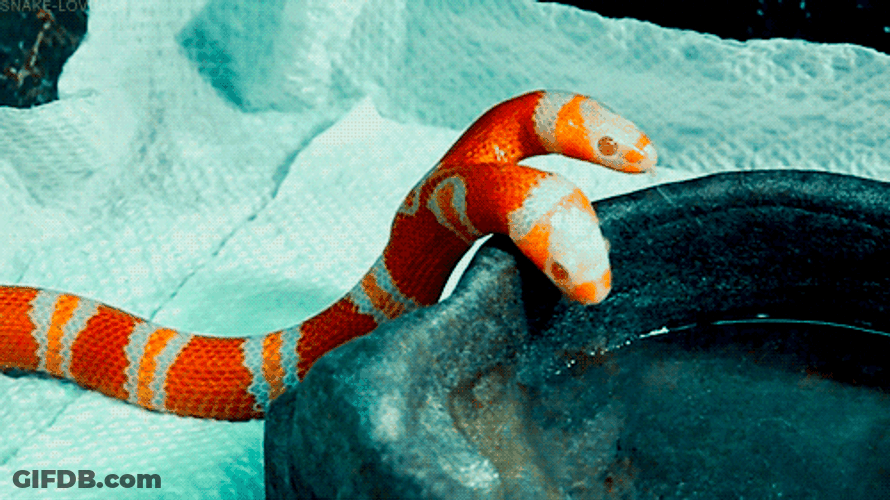 Two Headed Nelson's Milk Snake GIF