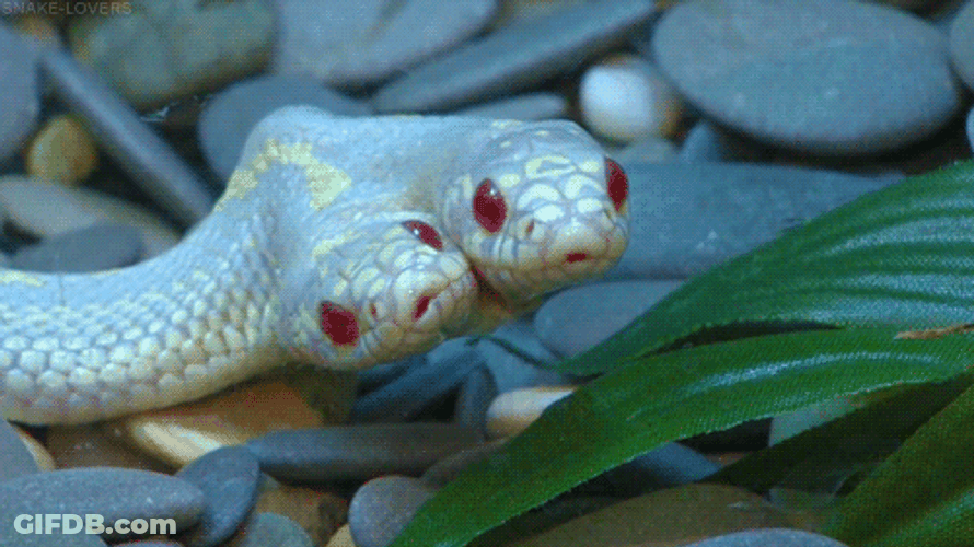 Two Headed Red Eye Albino Snake GIF