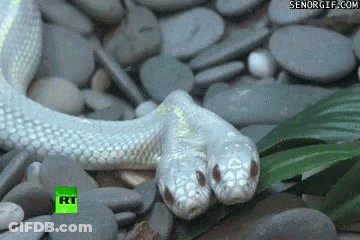 Two-Headed Snake On Rocks GIF